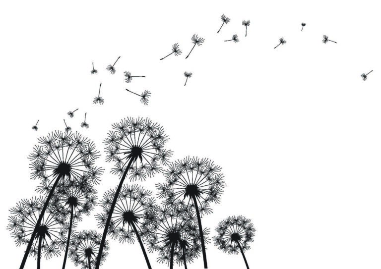 DANDELIONS blowing 768x543